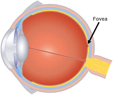 fovea x|fovea pronunciation.